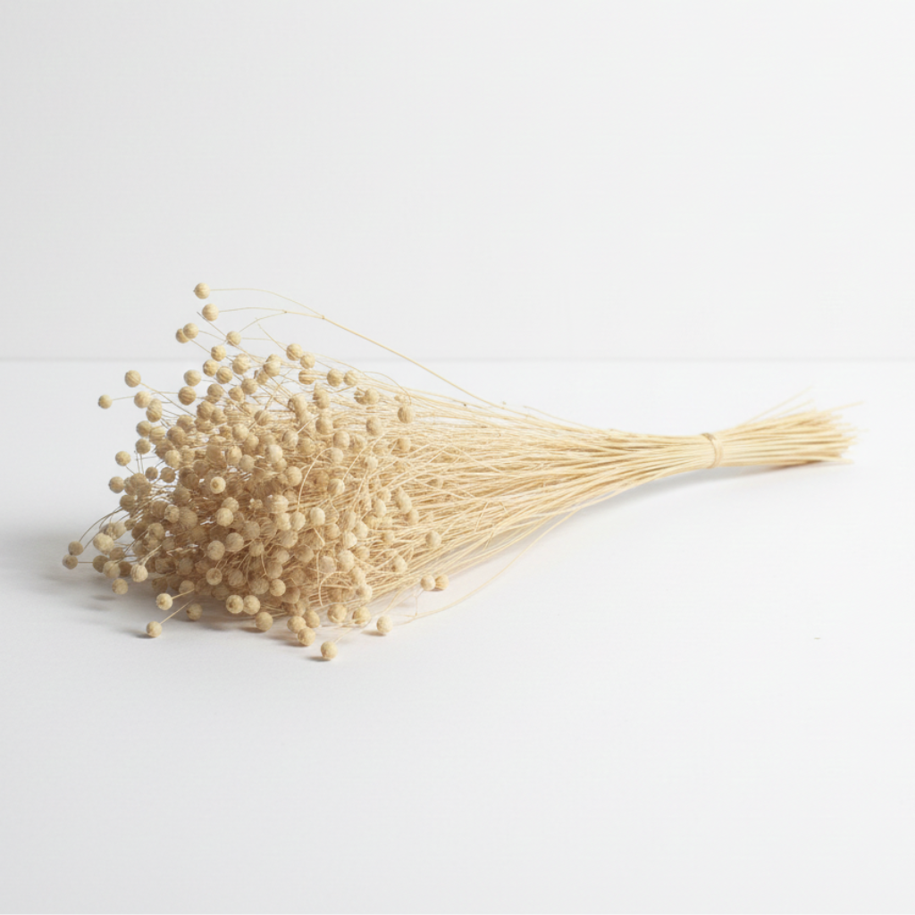 Sušený len bílý – jemná přírodní dekorace